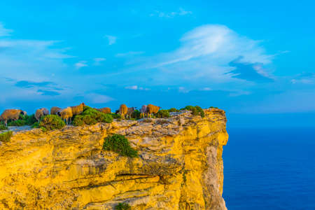 Sunset view over Ta Cenc cliffs on Gozo, Maltaの写真素材