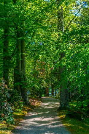 Trees in a forest inside of the Powerscourt estate, ireland