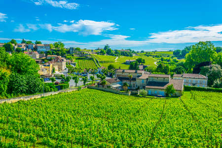 Vineyards at Saint Emilion, France