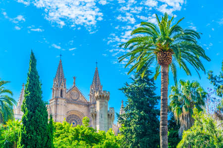 Cathedral of Palma de Mallorca with a palm, Spain