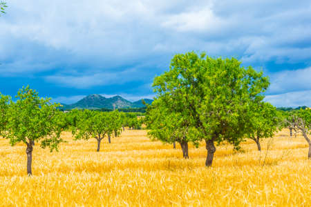Countryside of Mallorcaの写真素材