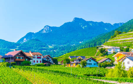 Vineyards surrounding Yvorne and Aigle villages in Switzerlandの写真素材