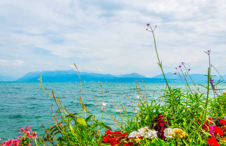 Geneva lake viewed behind flowers in Switzerlandの写真素材