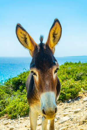 Wild donkeys are waiting at the entrance of Karpaz national park for tourists who give them something to eat, Cyprusの写真素材