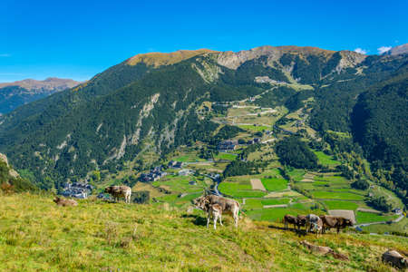 cows are grazing on slopes of pyrenees mountians in andorra