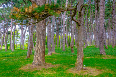 Phoenix park in Dublin, Irelandの写真素材