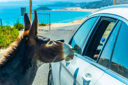 Wild donkey is begging a car driver for foodの写真素材