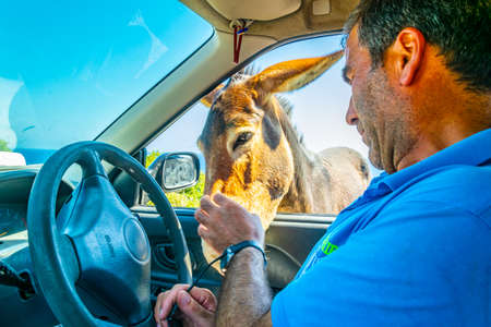DIPKARPAZ, CYPRUS, AUGUST 27, 2017: Wild donkey is begging a car driver for foodのeditorial素材