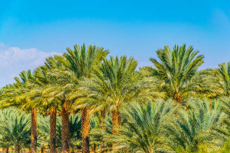 Palm forest on border between israel and jordan near eilatの写真素材