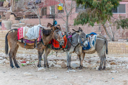 Qasr al Bint viewed behind a pair of donkeys in Petra, Jordanの写真素材