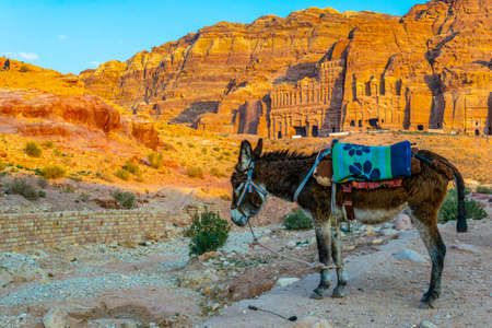 Palace tomb viewed behind a donkey at petra, Jordanの写真素材