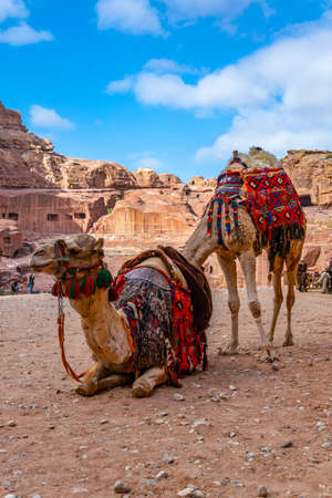 Camels at Petra, Jordan