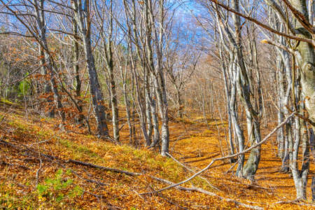 Autumn forest at Karandila mountain in Bulgariaの写真素材