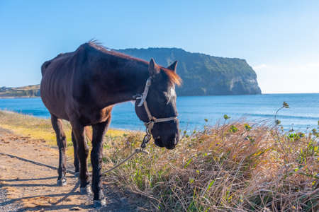 Horse and Seongsan Ilchulbong known as sunrise peak at Jeju Island, Republic of Koreaの写真素材