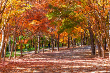 Autumn foliage at busosanseong fortress in Buyeo, Republic of Koreaの写真素材