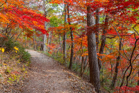 Colorful trees alongside a path at Naejangsan national park in republic of Koreaの写真素材