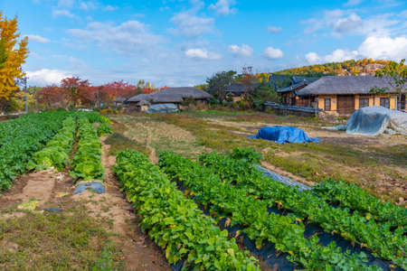 Typical farm houses at Hahoe folk village in Republic fo Korea