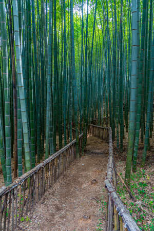 Bamboo forest at Boseong tea plantations in Republic of Koreaの写真素材