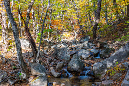 Colorful trees alongside a path at Seoraksan national park in republic of Koreaの写真素材