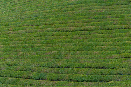 Tea terraces at Boseong tea plantations in Republic of Korea
