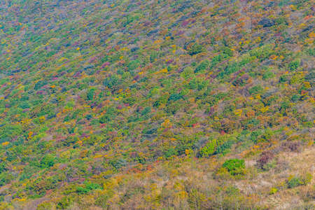 Colorful trees during autumn foliage season at Mudeungsan national park in republic of Korea