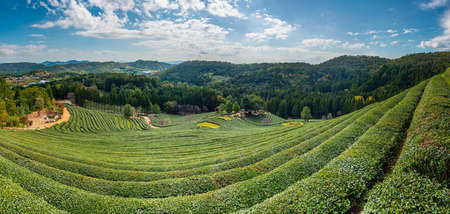Tea terraces at Boseong tea plantations in Republic of Korea
の写真素材