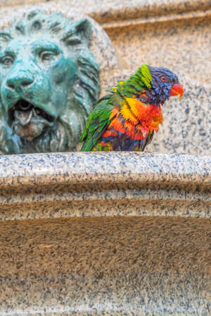 Rainbow lorikeet in sydney botanical garden, australiaの写真素材