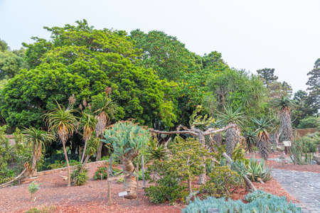 Sydney botanical garden in Australiaの写真素材
