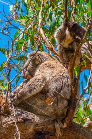 Mother and baby koala in branches of Great Otway national park, Australiaの写真素材