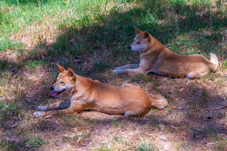 dingo at cleland wildlife park at Adelaide, Australiaの写真素材