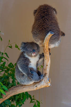 Koala on a tree trunk at Cleland wildlife park near Adelaide, Australiaの写真素材
