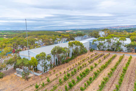 Aerial view of vineyards at McLaren Vale in Australiaの写真素材