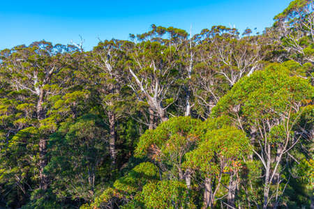 Ancient tingle forest at the valley of giants in Australiaの写真素材