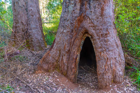 Hole in the trunk of a tingle tree caused by a bush fire at the valley of giants in Australia