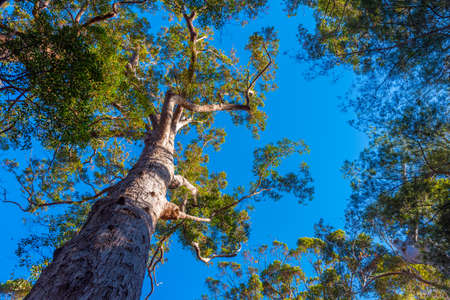 Ancient tingle forest at the valley of giants in Australia