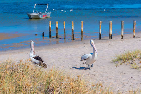 Pelican at Kalbarri in Australiaの写真素材
