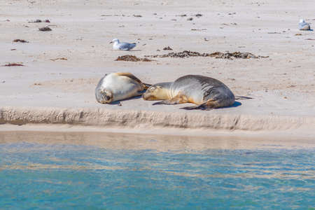 Sea lions at Essex rocks nature reserve in Australiaの写真素材
