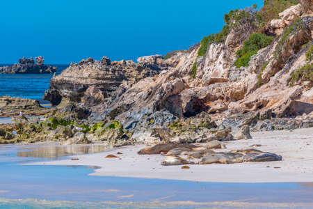 Sea lions at Essex rocks nature reserve in Australia