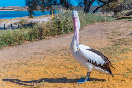 Pelican at Kalbarri in Australiaの写真素材