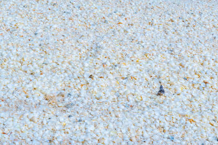 shells at the shell beach in Australia