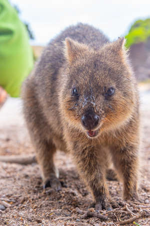 Quokka living at Rottnest island near Perth, Australiaの写真素材