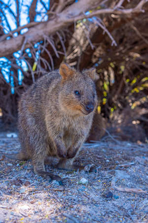 Quokka living at Rottnest island near Perth, Australiaの素材 [FY310149000023]