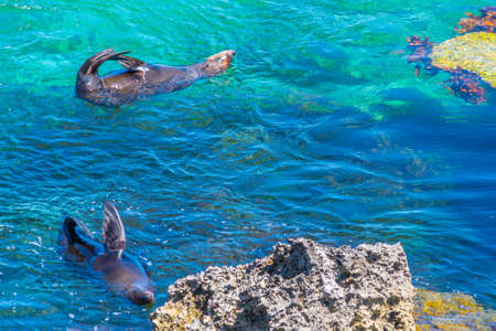 Sea lions playing in water near cathedral rock at Rottnest island in Australiaの写真素材