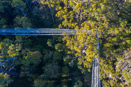 Valley of the giants tree top walk in australiaの写真素材