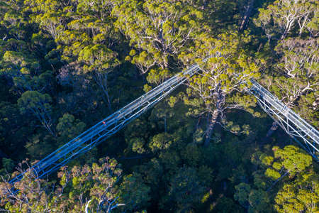 Valley of the giants tree top walk in australiaの写真素材