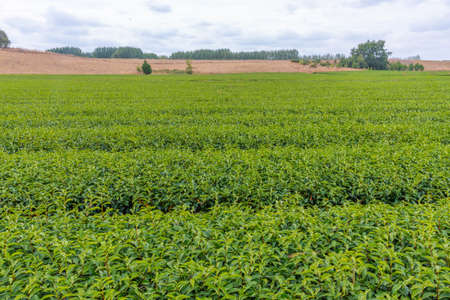 Zealong tea estate at Hamilton, New Zealandの写真素材