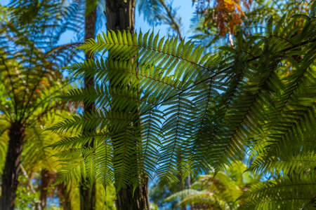 Silver tree fern in New Zealandの写真素材