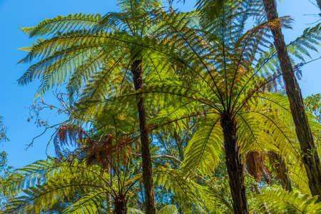 Silver tree fern in New Zealandの写真素材