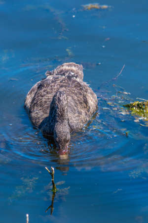 Black swans at lake Rotomahana in New Zealand