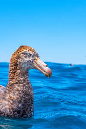 Northern giant petrel near Kaikoura, New Zealandの写真素材